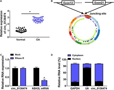 Exhausting circ_0136474 and Restoring miR-766-3p Attenuate Chondrocyte Oxidative Injury in IL-1β-Induced Osteoarthritis Progression Through Regulating DNMT3A